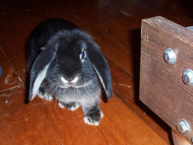 How-Many-Rabbit-Ears-Do-You-Have?
