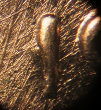 1968-D-LMC-Date-Anomoly