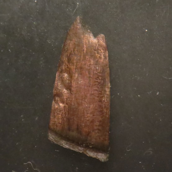 1935-D-LWC-Lamination---Did-I-Ruin-This-Coin?