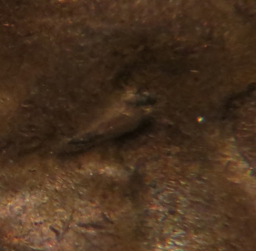 1944-D-LWC-Doubled-Eyelid?