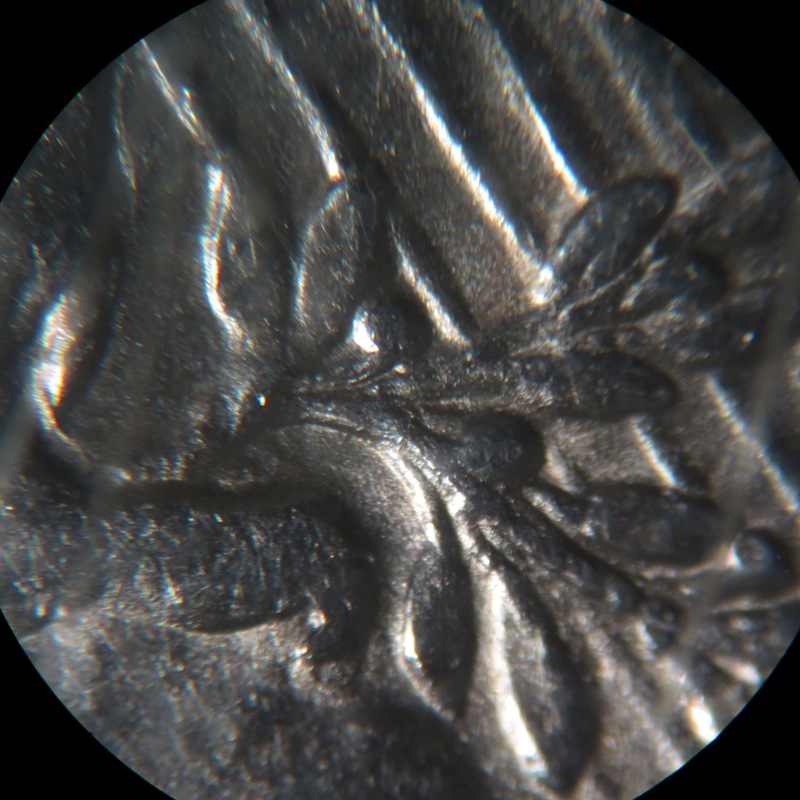 1924-S-Peace-Dollar-VAM-6?