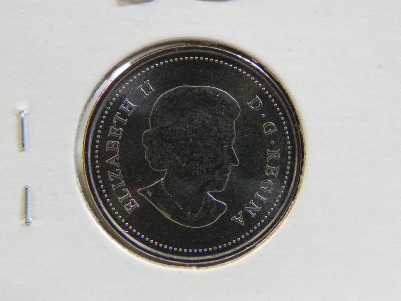 2011-Wood-Bison-Coloured-Quarter