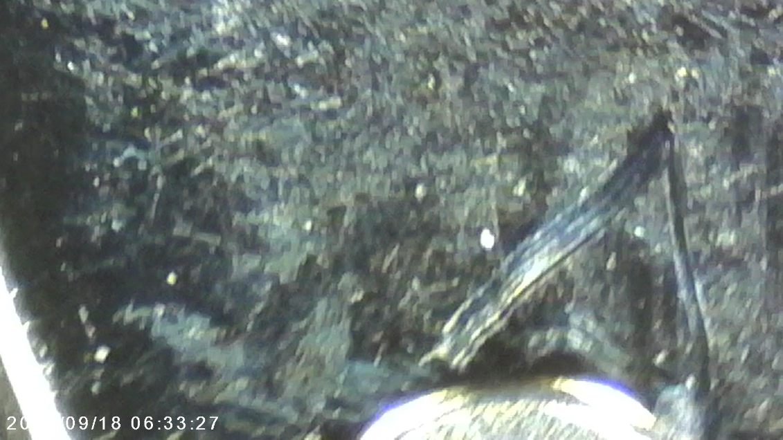 2001--S-Kentucky-State-Quarter---Hairs-Or-Error?-Behind-'America-And-Quarter-Dollar-On-Face-Side