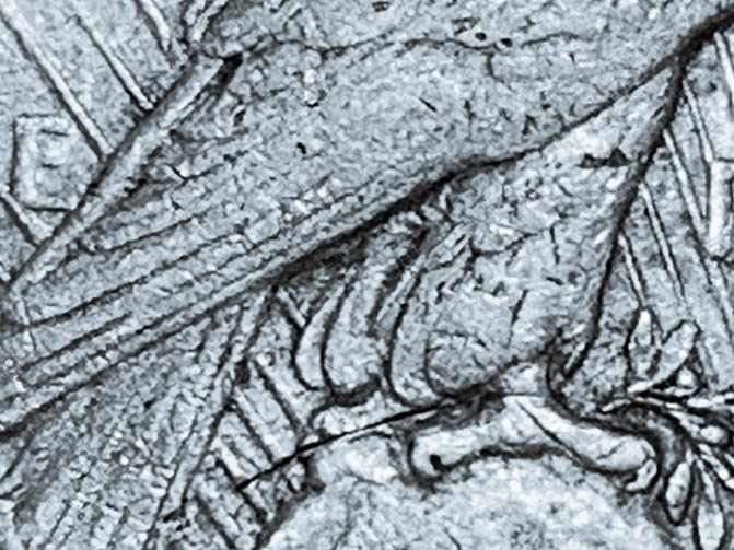 1922-D-Peace-Dollar-Double-Strike?