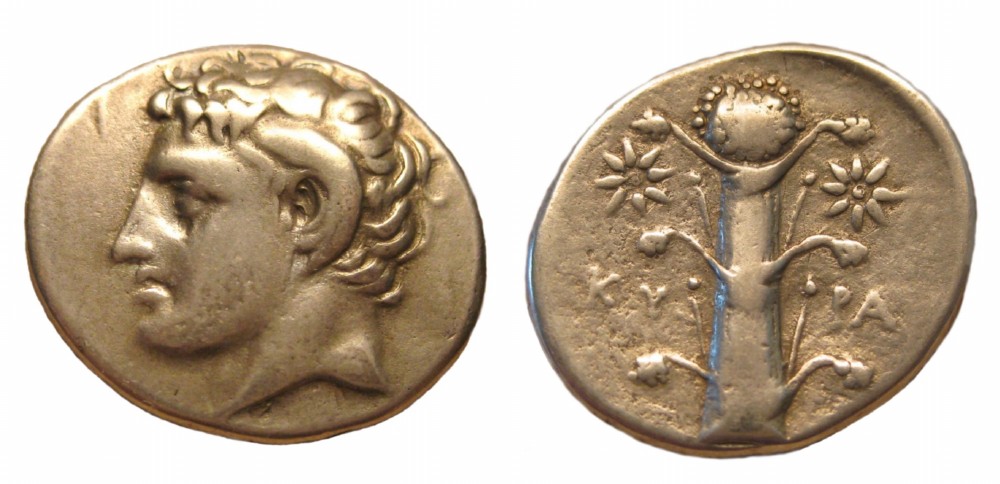 Silphium-Plant-Rediscovered