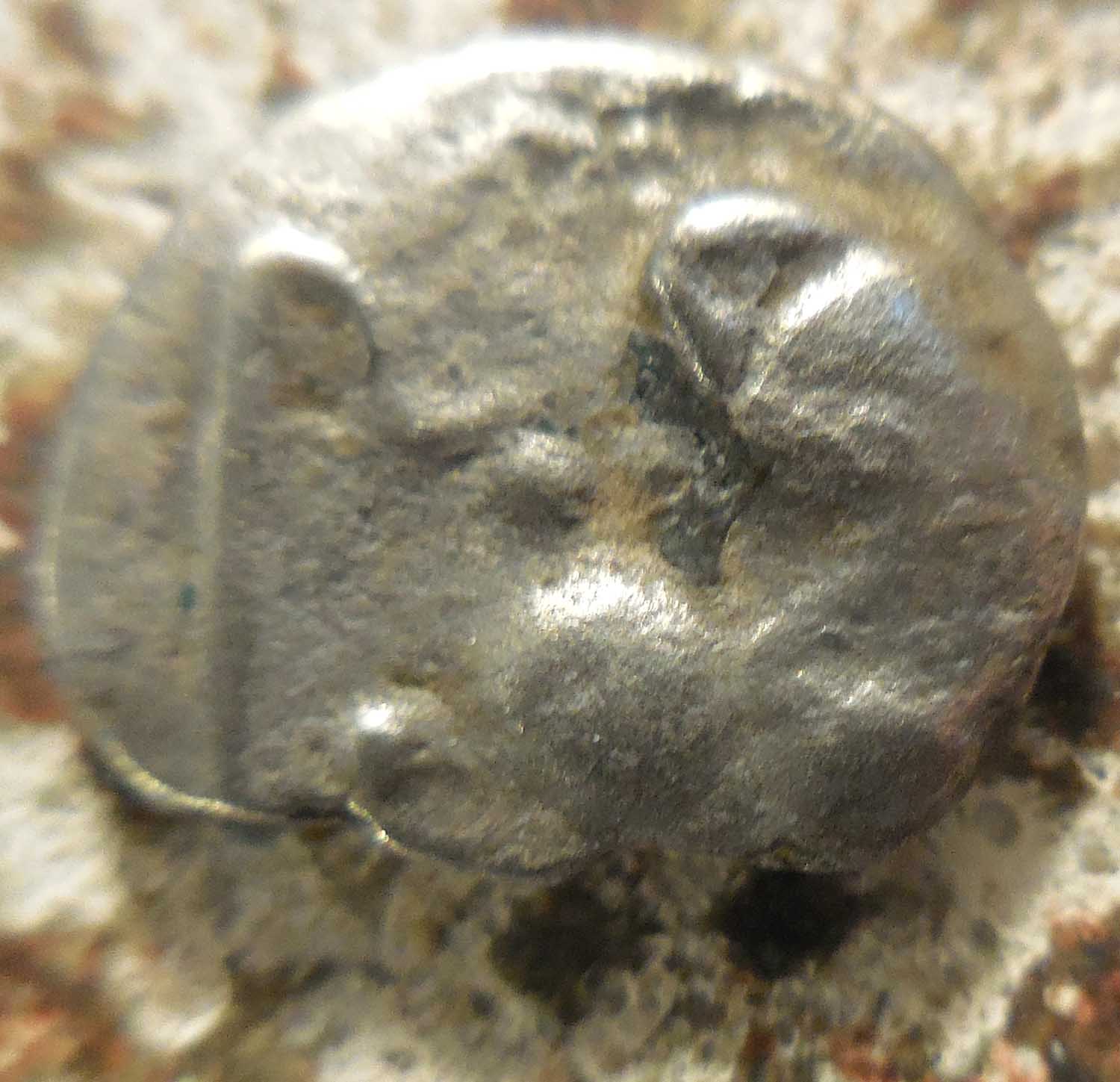Today's-Challenge-Coin:-Greek-Silver,-11.5mm,-0.70-Grams