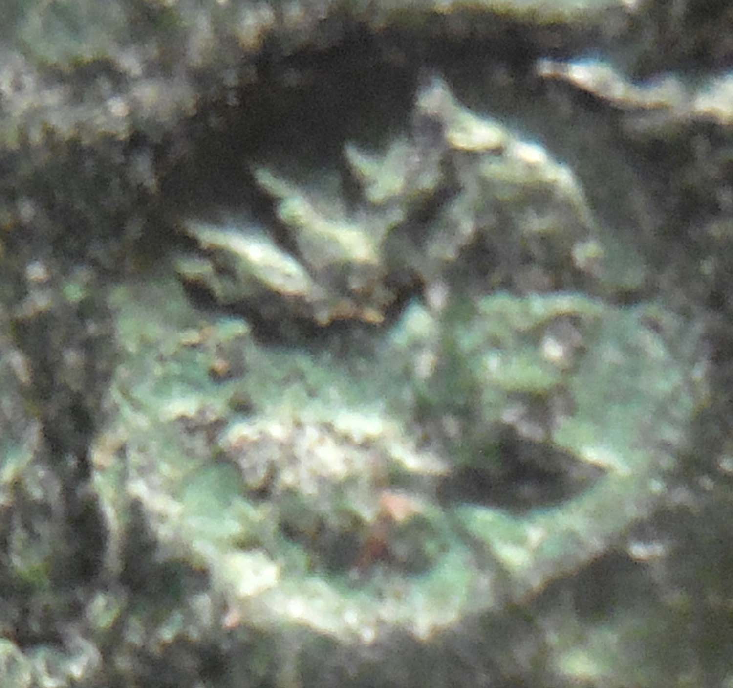 Mystery-Alexander-The-Great.-Is-Radiate-Head-Countermark-Roman-/Seleucid?