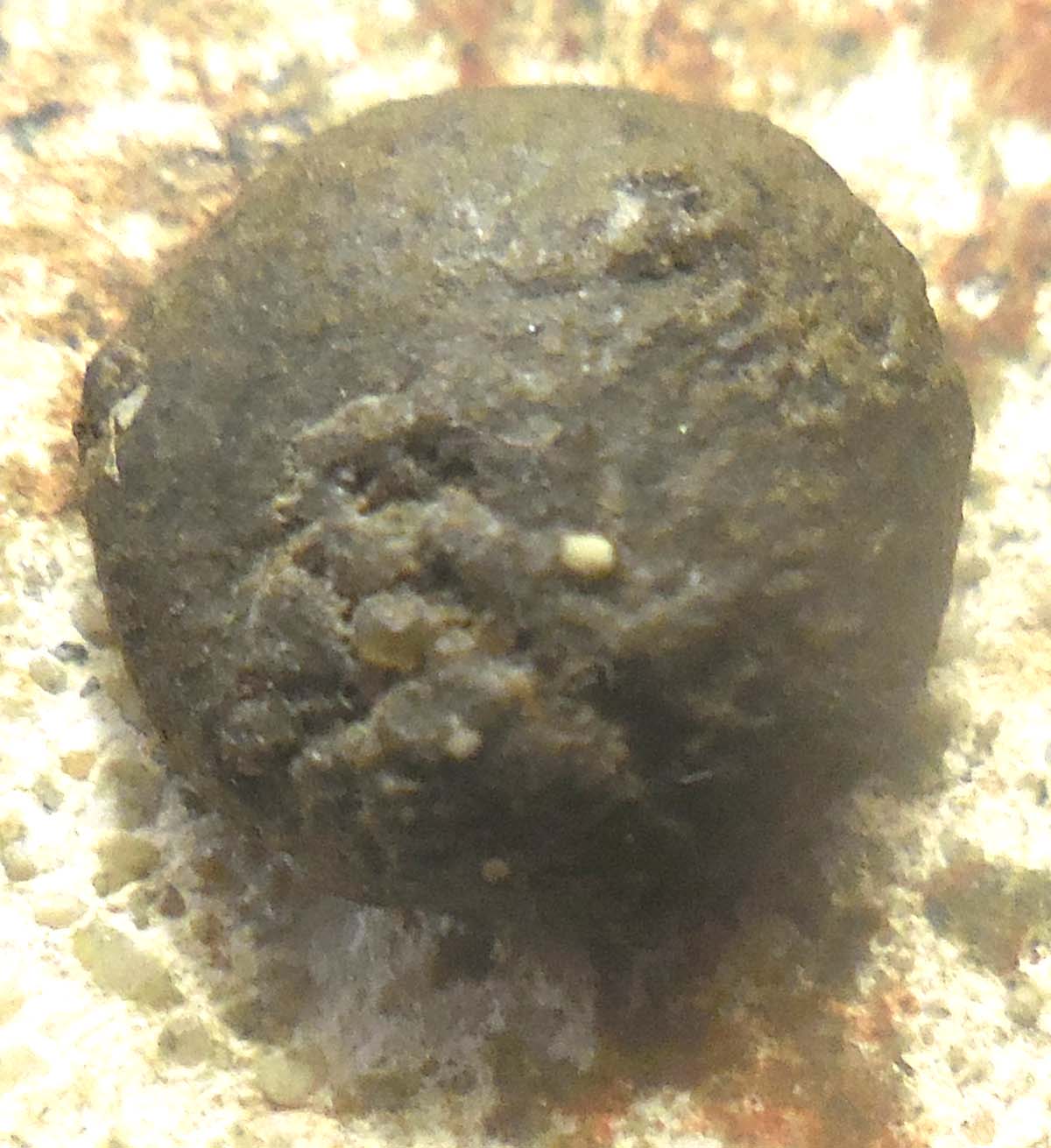 2.65-G,-12-MM,-Tag-Says-400-250-BC-Aes-Rude-Italy: