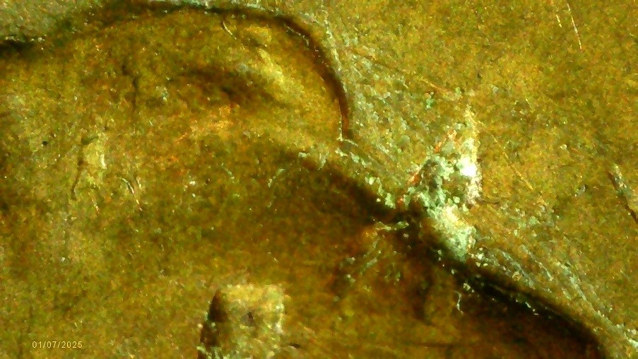 My-1960-Lincoln-Horns-Penny