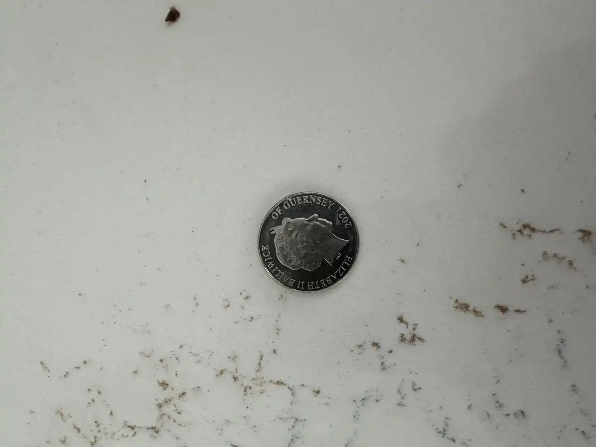 10p-Coin-Missing-Insect-Or-Bird