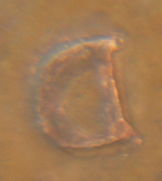 Maybe-A-1985-D-RPM?