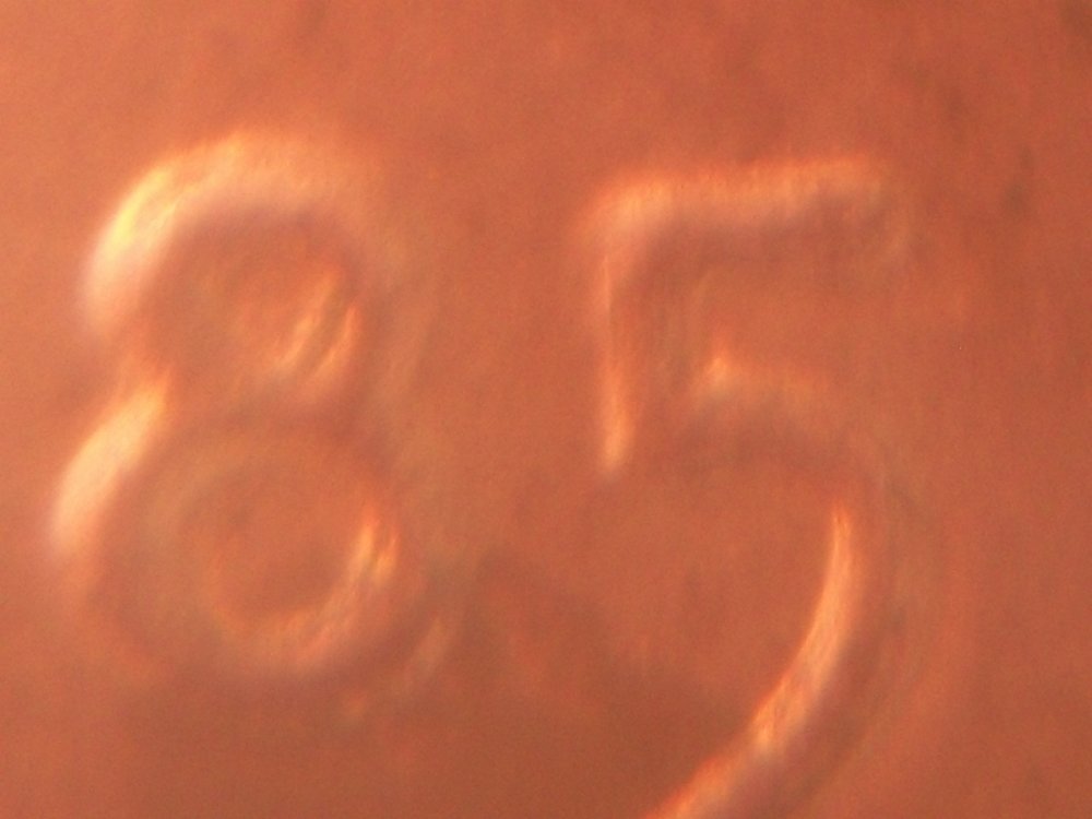 Possible-1985-Double-Die-With-MD?