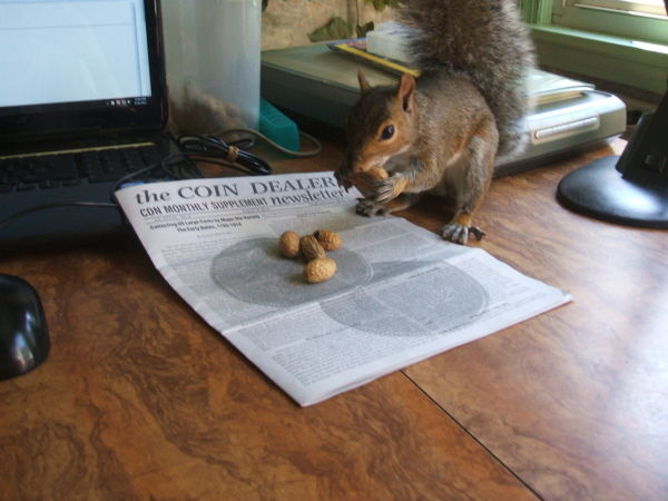 Are-You-Squirreling-Away-Classic-Coins?