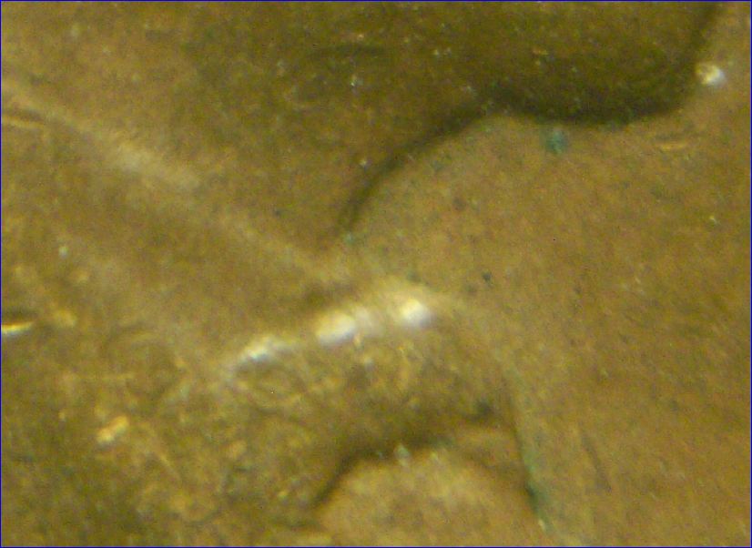 1960-D/D-Penny?