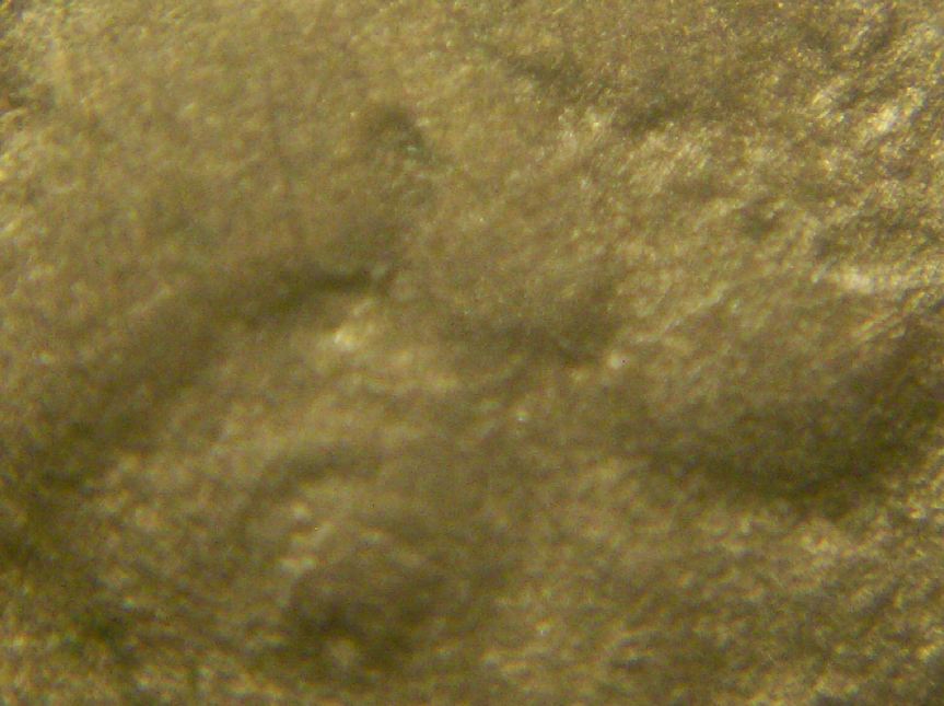 1918-S-Buffalo-Nickel-Grade-Inquiry
