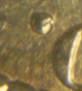 1883-Hawaii-25-Cents-MS-63-&-NGC-Holder---Grade-And-Verific.