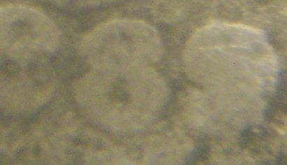 188_-Shield-Nickel-Date-And-Grade-Request