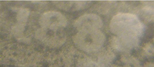 188_-Shield-Nickel-Date-And-Grade-Request