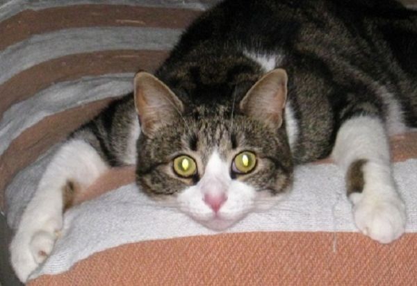 Am-I-The-Only-Guy-Here-With-A-Cat-That-Loves-Coins?