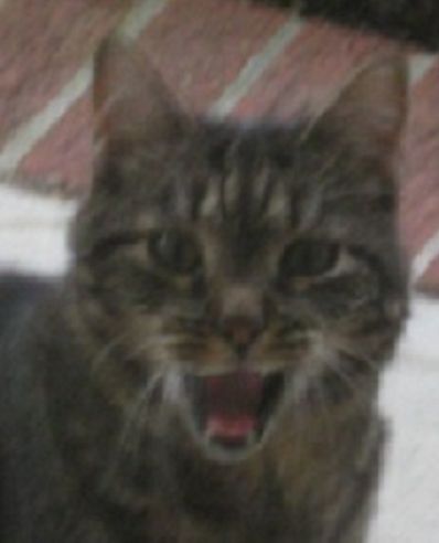 Am-I-The-Only-Guy-Here-With-A-Cat-That-Loves-Coins?