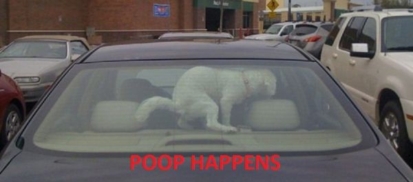 Coin-Collecting-Dog