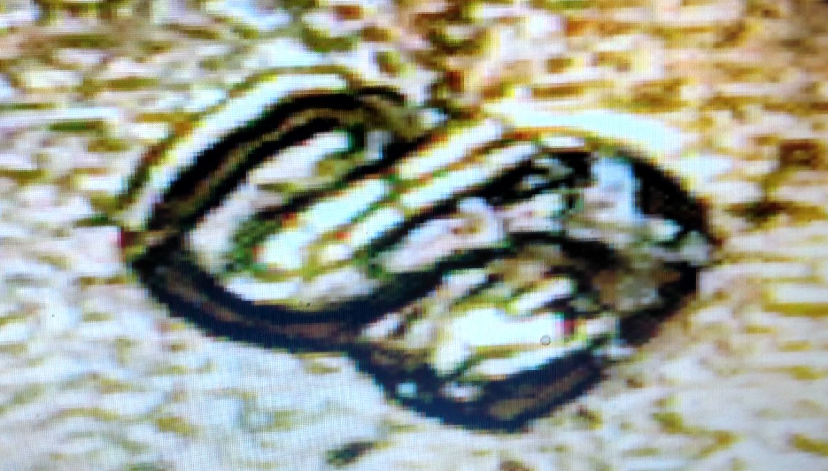 Possible-DDO/RPM-On-1972-S-Penny