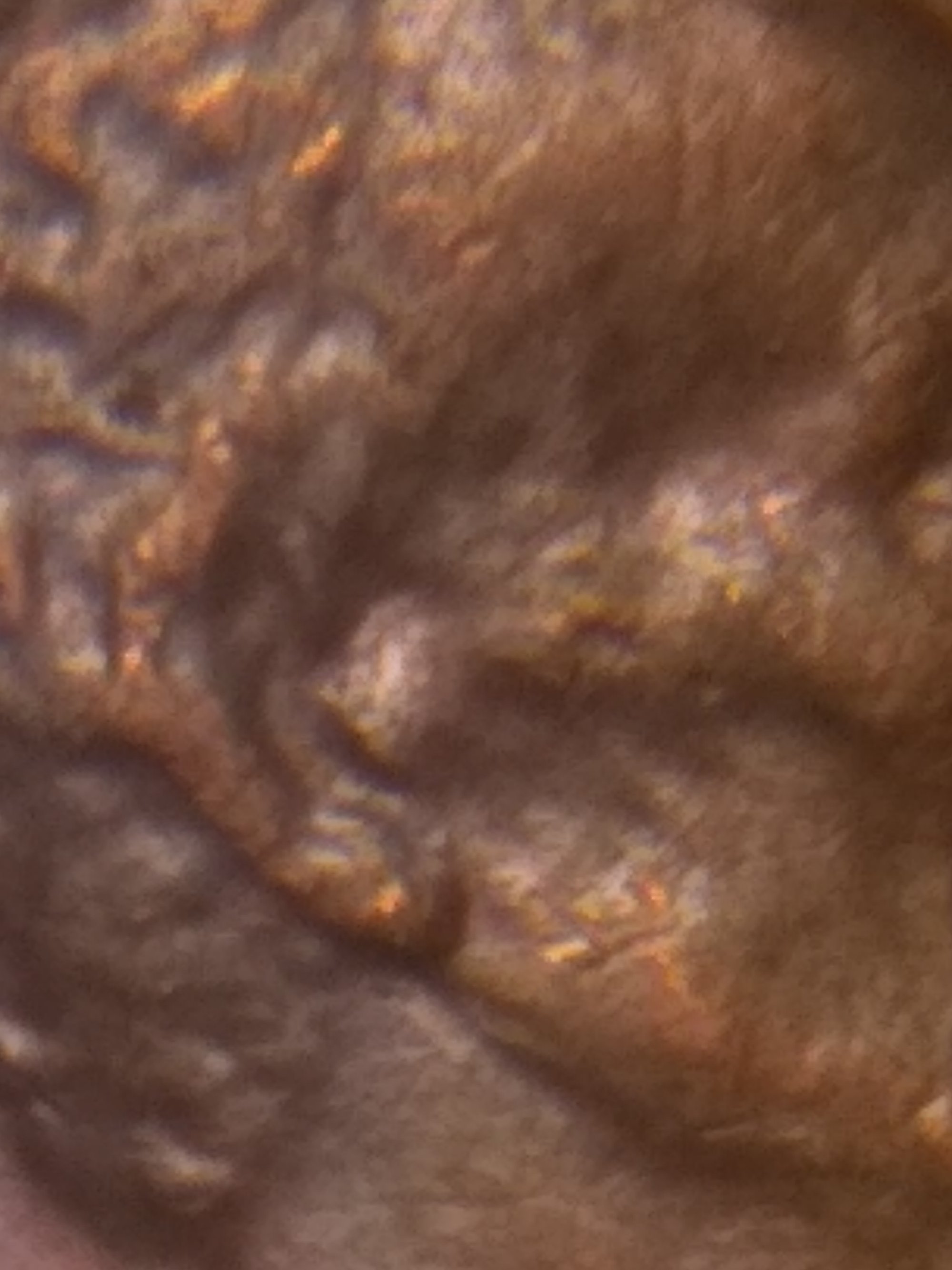 Do-Any-Of-These-Look-Like-A-Lincoln-Double-Ear