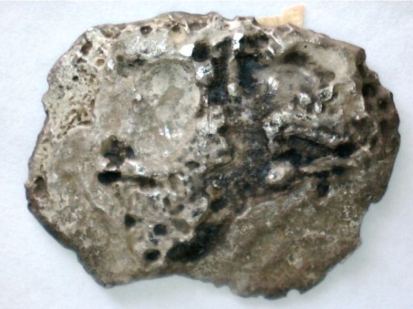 Corroded-Cobs-From-Gorda-Cay-In-The-Bahamas