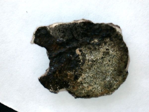 Corroded-Cobs-From-Gorda-Cay-In-The-Bahamas