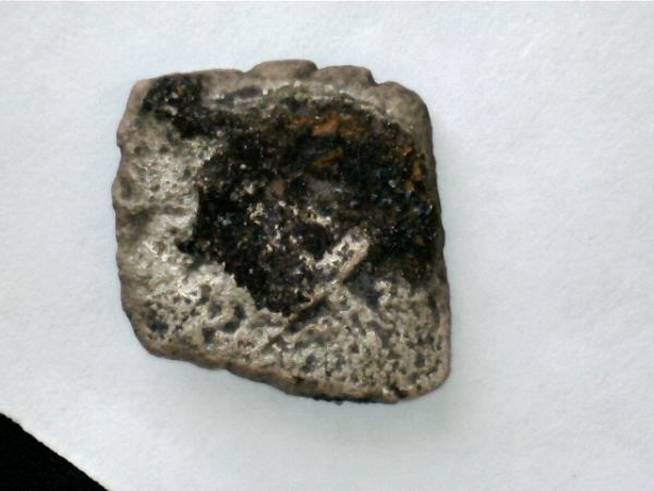 Corroded-Cobs-From-Gorda-Cay-In-The-Bahamas