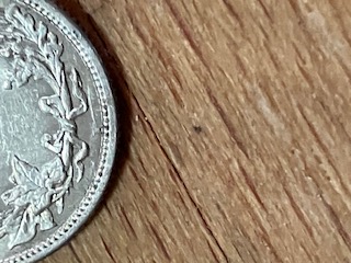 What-Would-You-Grade-This-Barber-Dime?