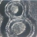 1985-D--Cent-Double-Die?
