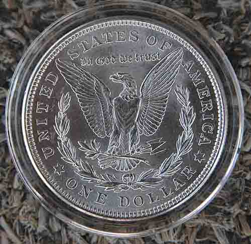 Is-This-A-Nice-Morgan?