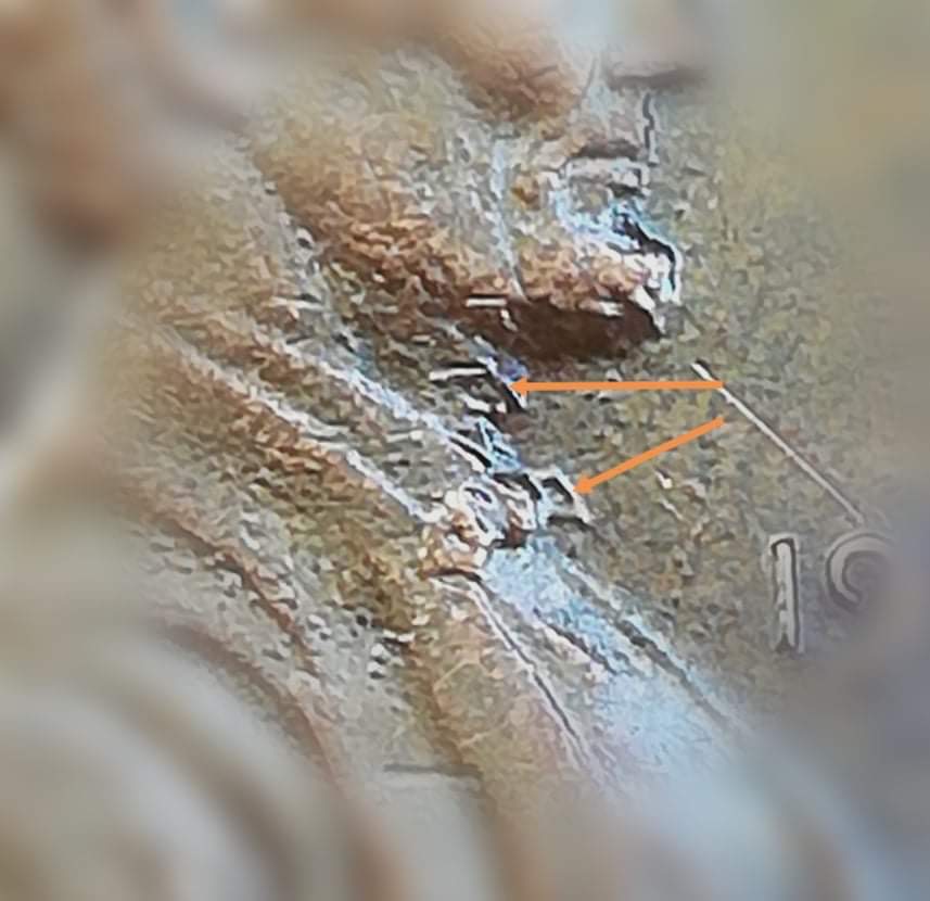 United-States-1982-Lincoln-Cent-Small-Date-Error?