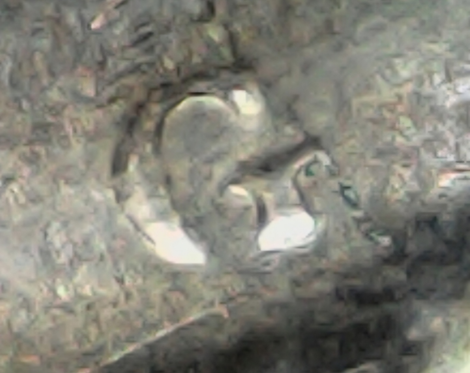 Moniker-Buys-A-Cheap-Microscope-From-Amazon-25$-First-Impressions-Pics-Review