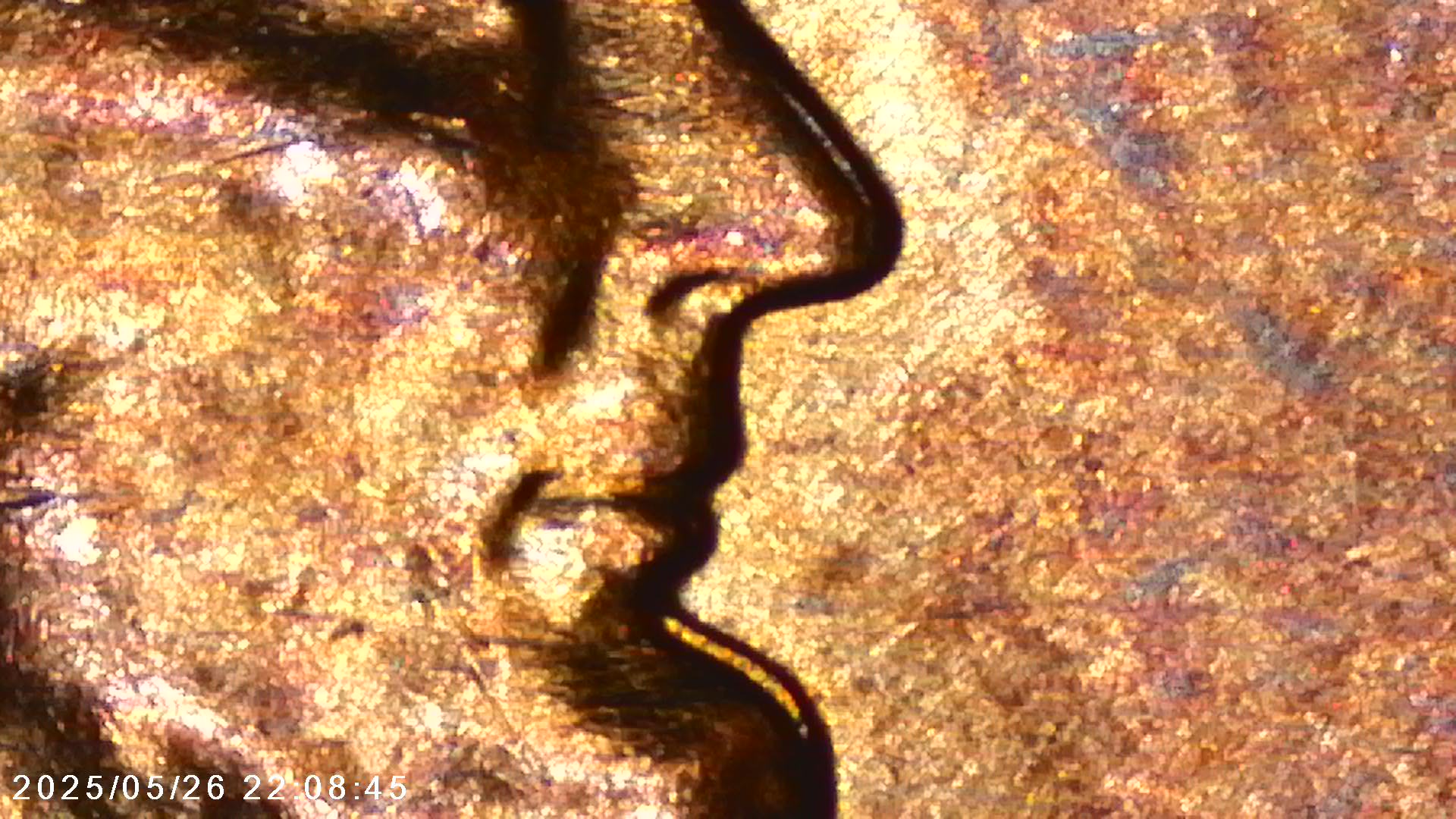 1958-D-Lincoln-Wheat-Cent---Die-Crack/Spiked-Head-In-