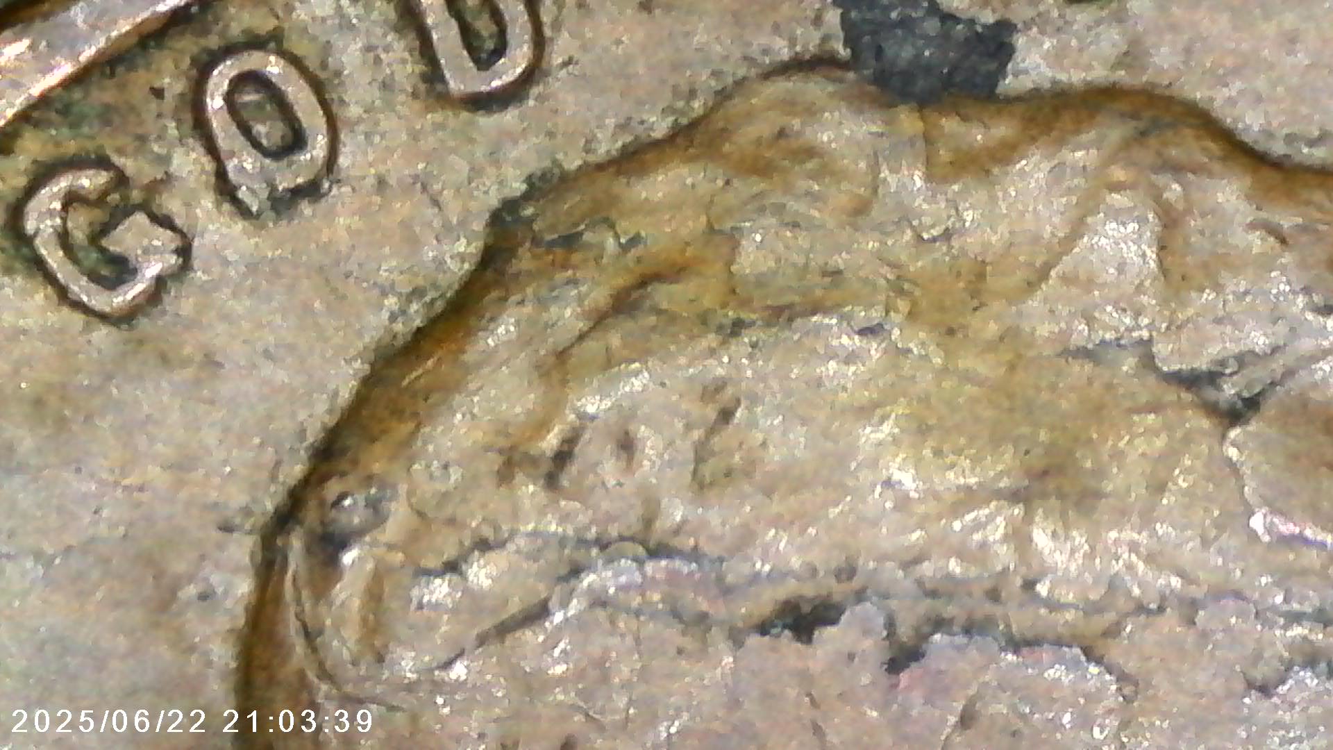 1938-P--1c-Wheat-Penny---Error-Check---Struck-Through?