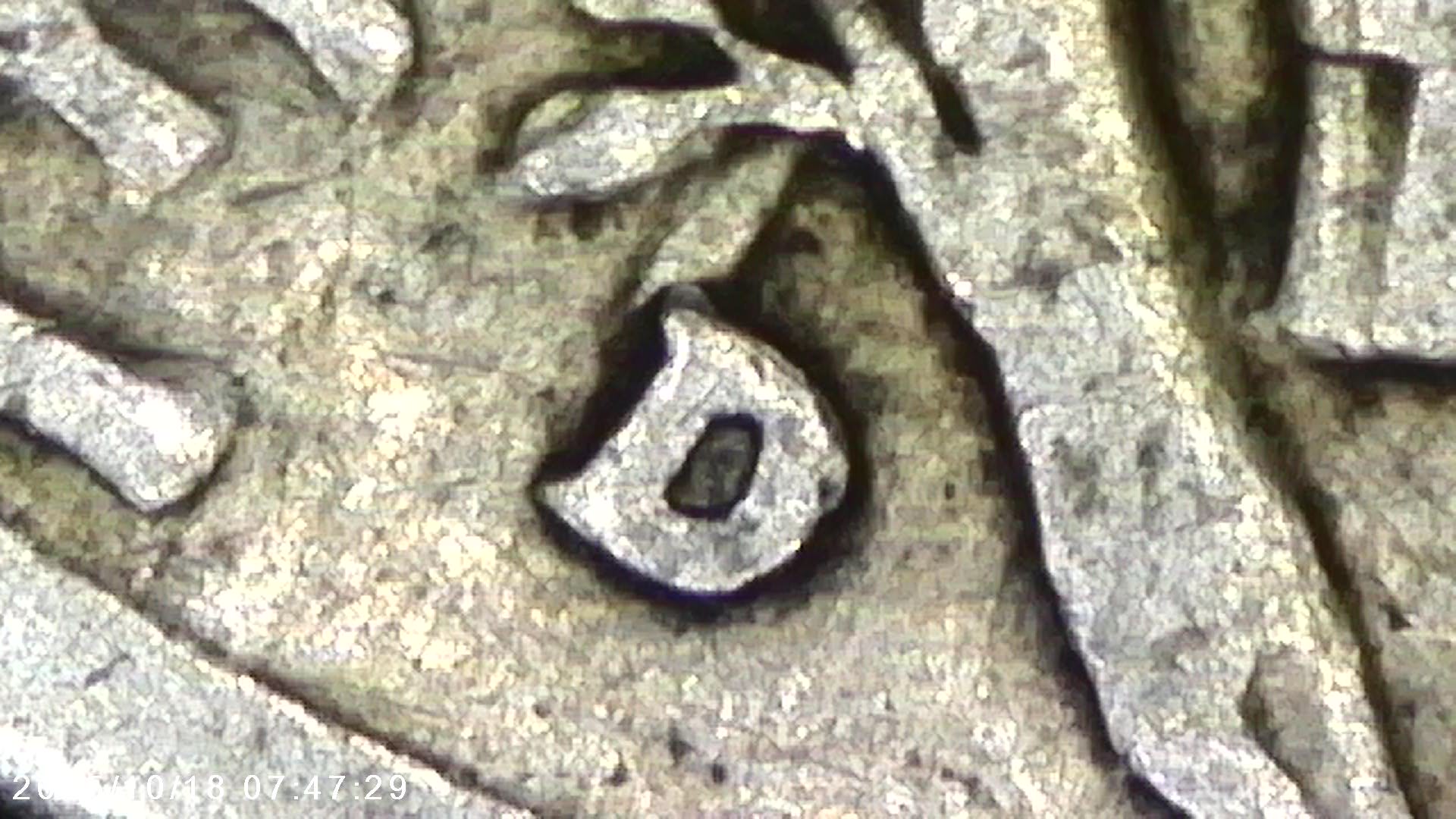 1936-D-Mercury-Dime-10c---Possible-DDO-Variety?