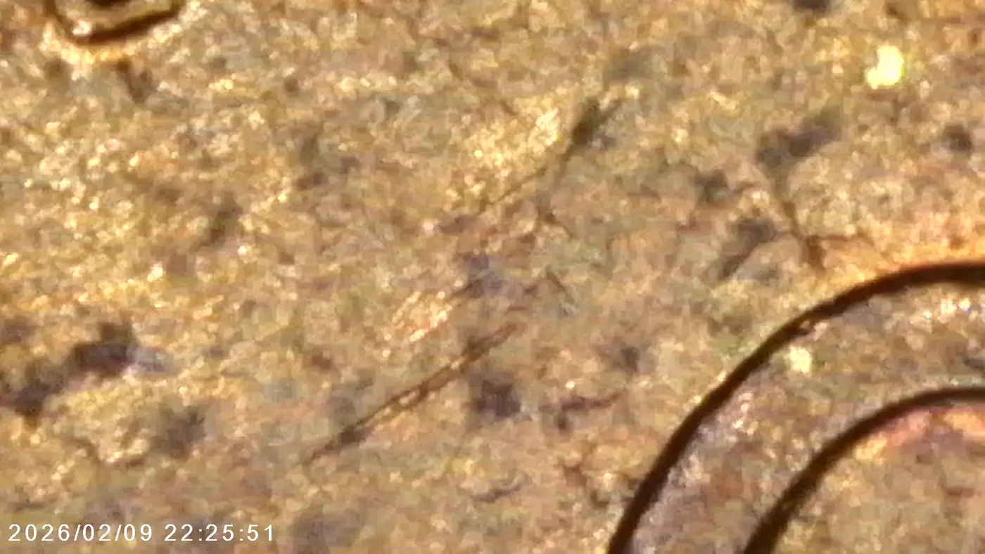1953-D-Wheat-Penny-1c---Die-Clash-/-Die-Gouge?-PMD?