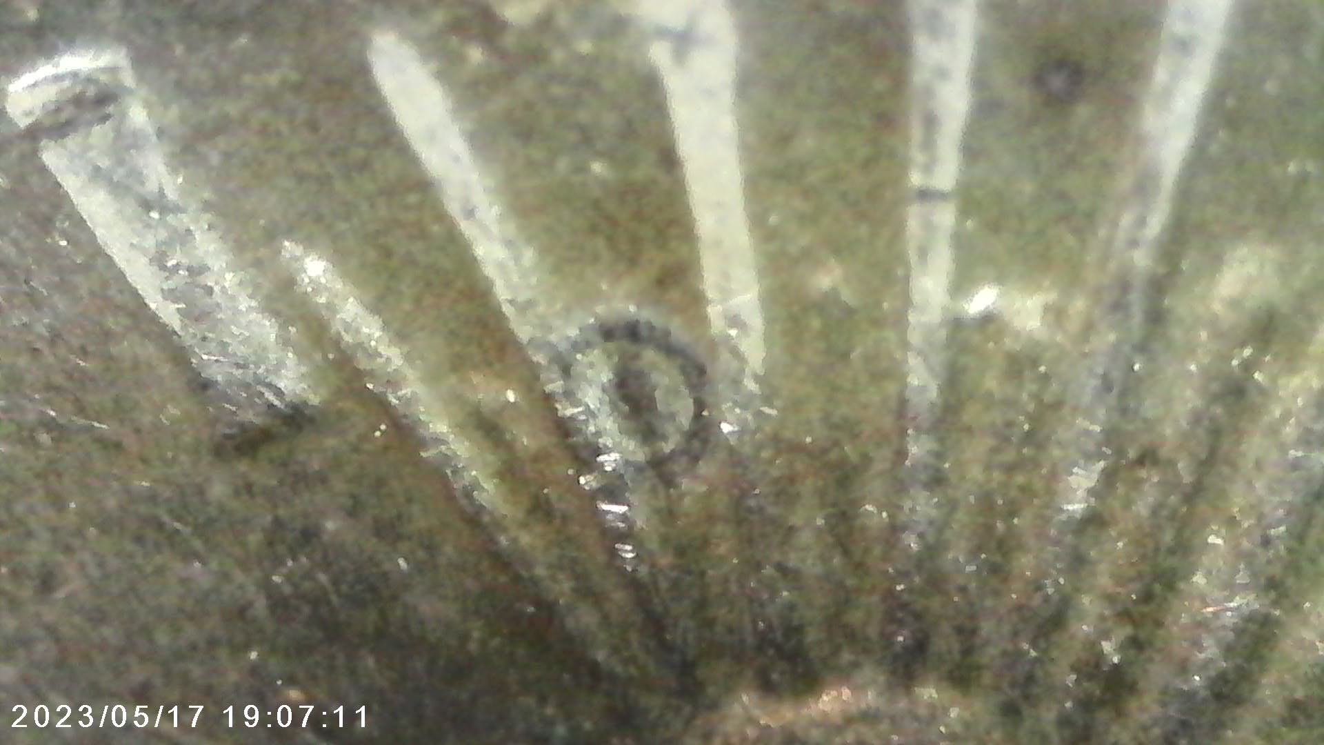1924-Peace-Dollar-VAM-Help-Dot-In-Tierra-And-Circle-In-Rays