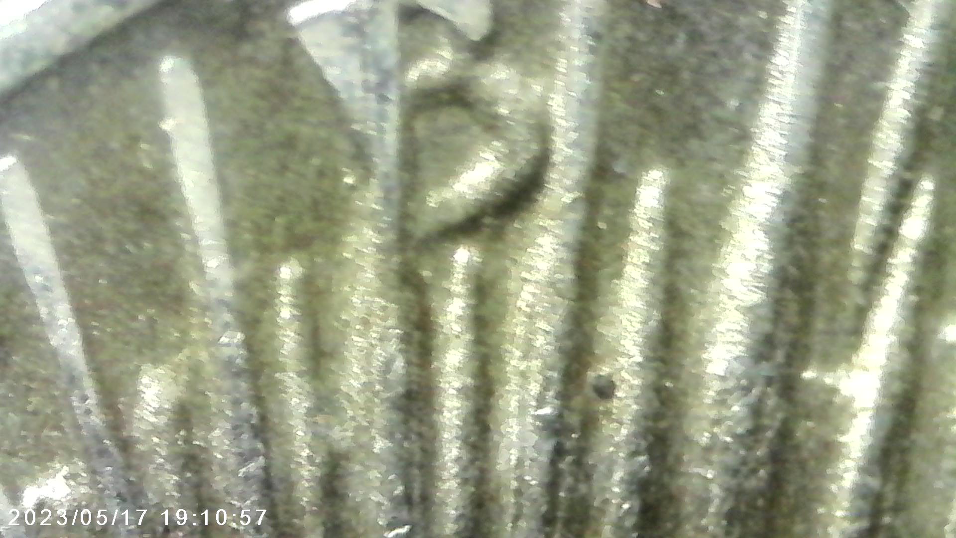 1924-Peace-Dollar-VAM-Help-Dot-In-Tierra-And-Circle-In-Rays
