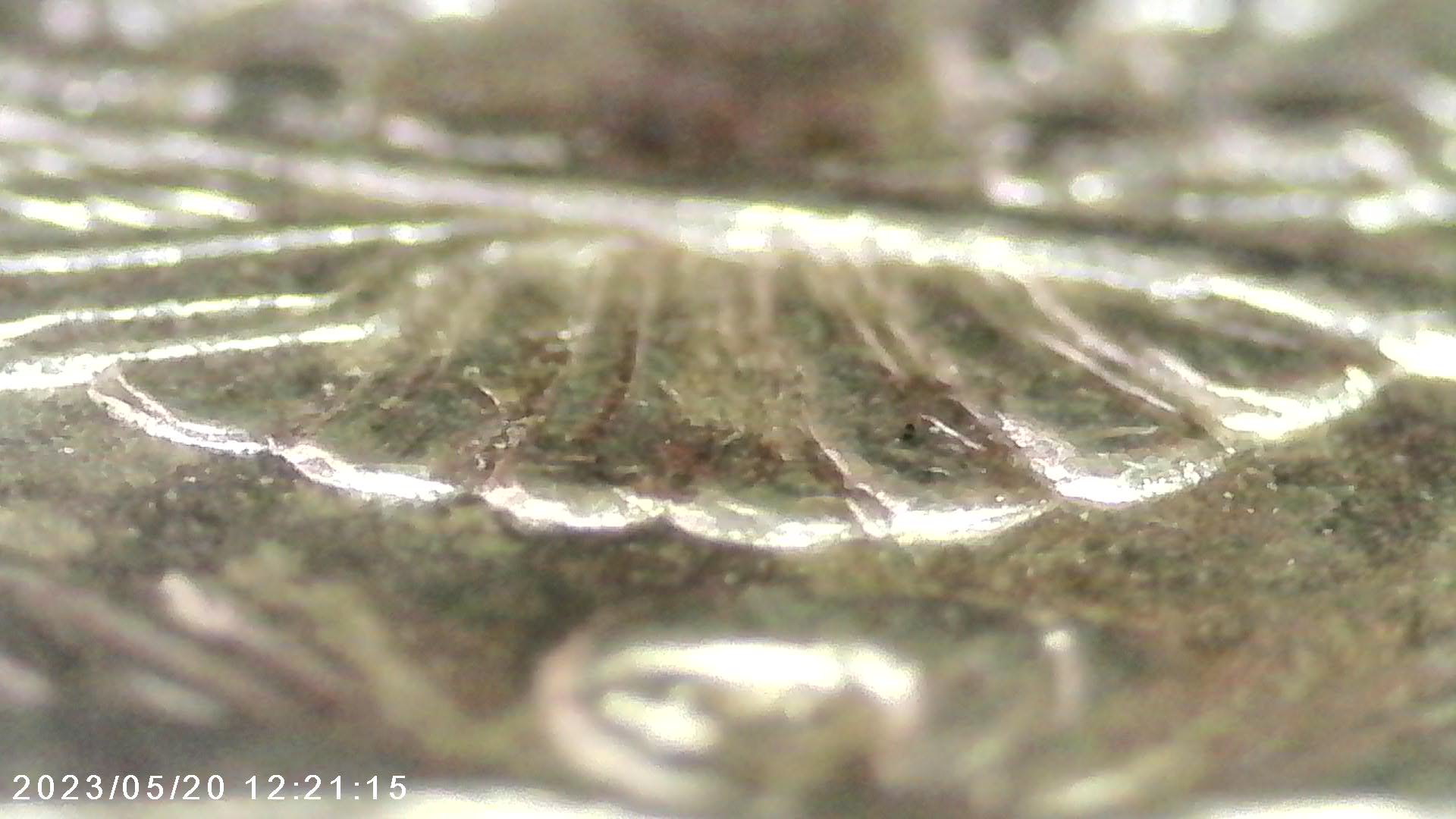 1921-Morgan-Dollar-Doubled-Lower-Tailfeathers.-Please-Help-Identifying-VAM