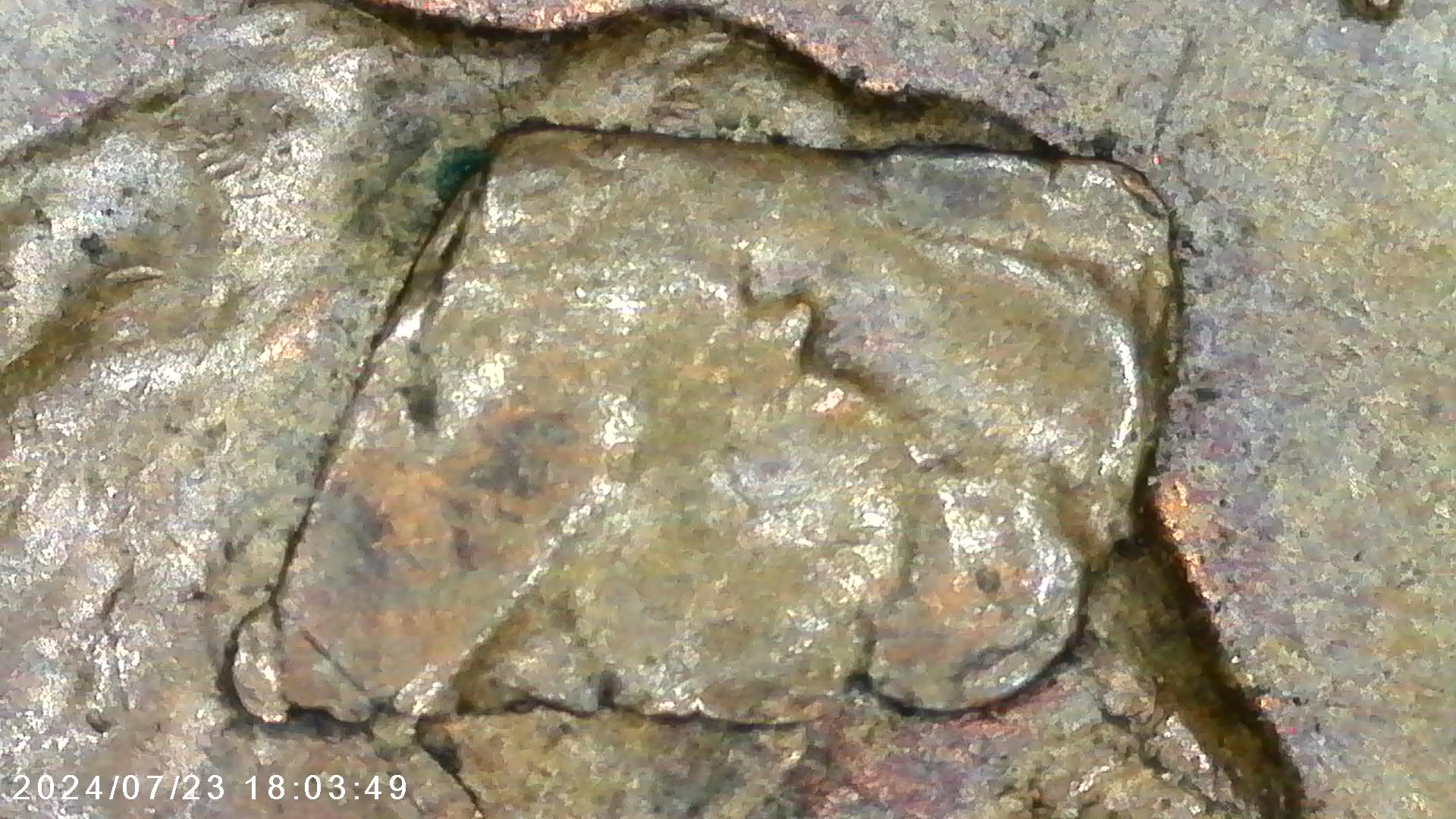 1956-D-Lincoln-Cent-Obverse-Lamination-Or-PMD?-Lincoln's-Face-Is-Removed!