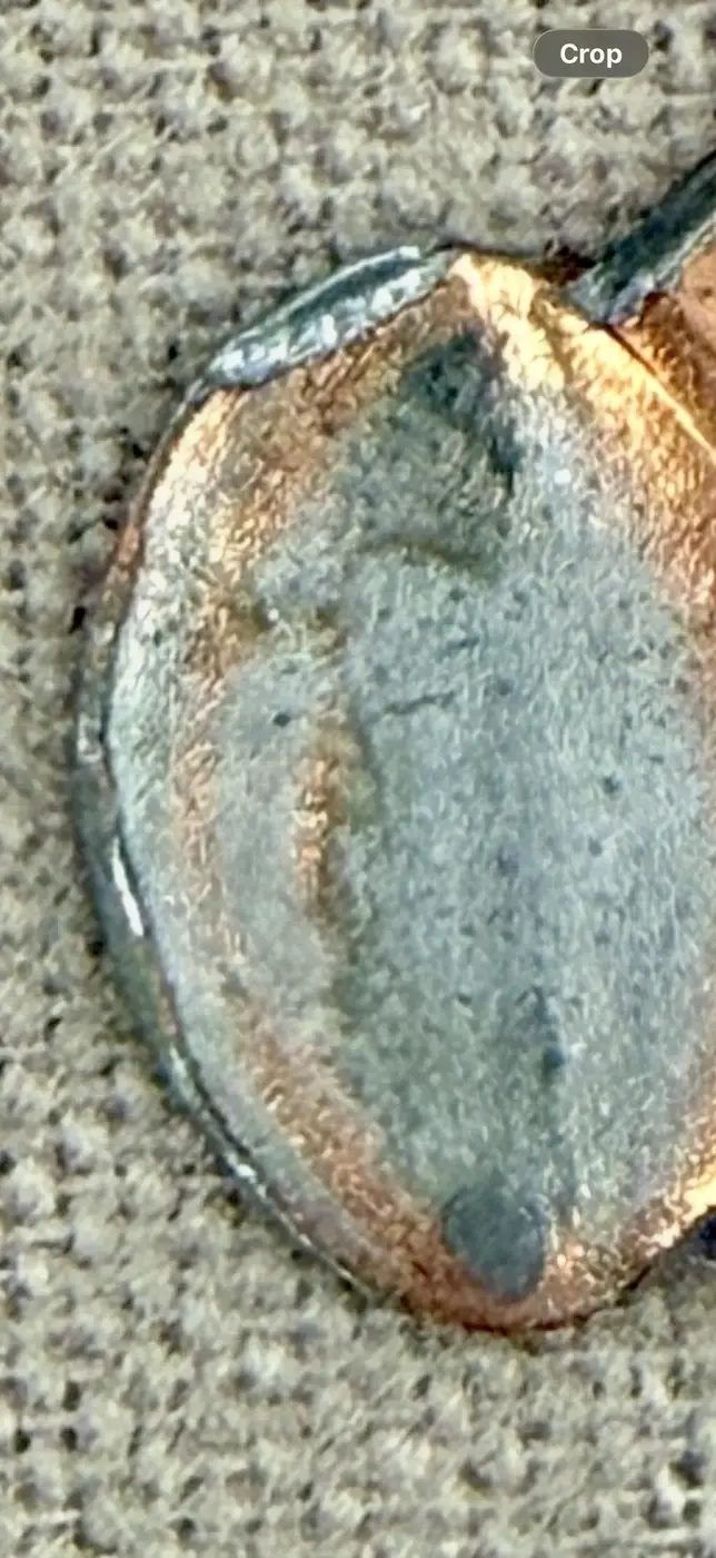 1999-P-Lincoln-Cent---Off-Center-Strike---Reverse-Image-Question