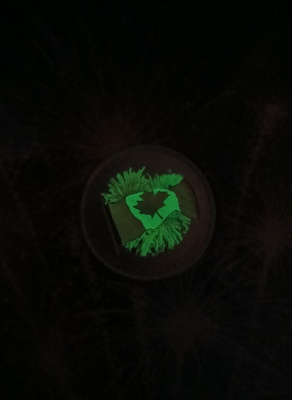 20-Questions!-Forum-Game-11/04/24