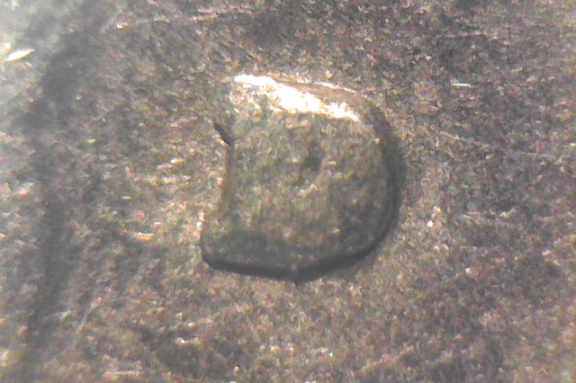 1981-D-Wq--Is-This-An-RPM?