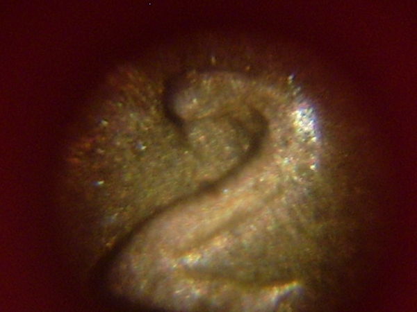 1972-D-My-First-DDO?
