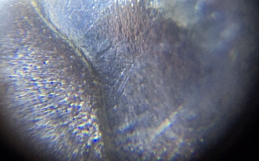 1924-P-Peace-Dollar,-Help!