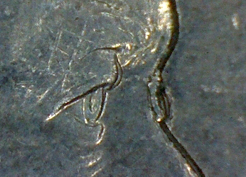 2001-Centenary-Of-Federation-20c-Errors
