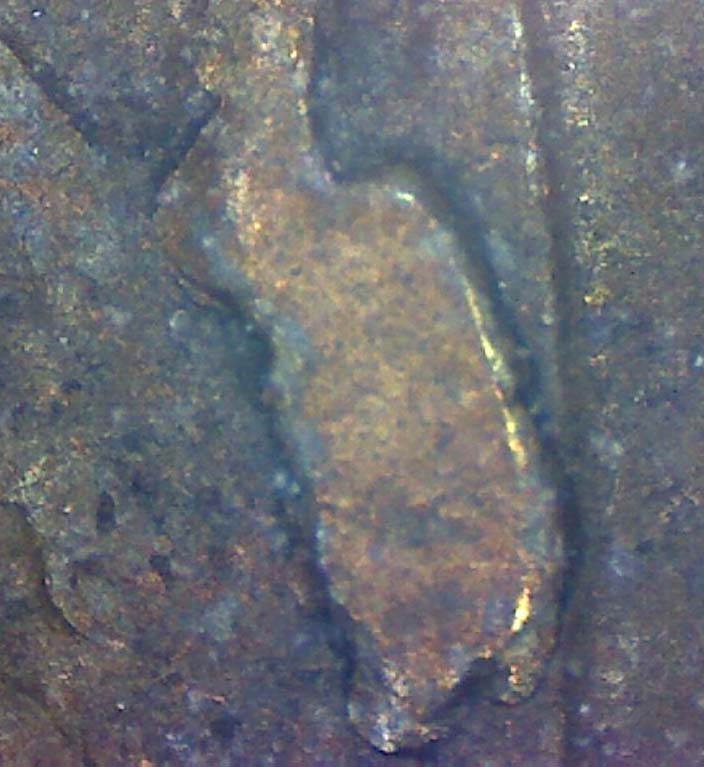 Images-Taken-With-My-Kaiser-Baas-Digital-USB-Microscope
